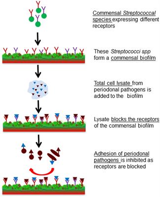 Beneficial Oral Biofilms as Smart Bioactive Interfaces